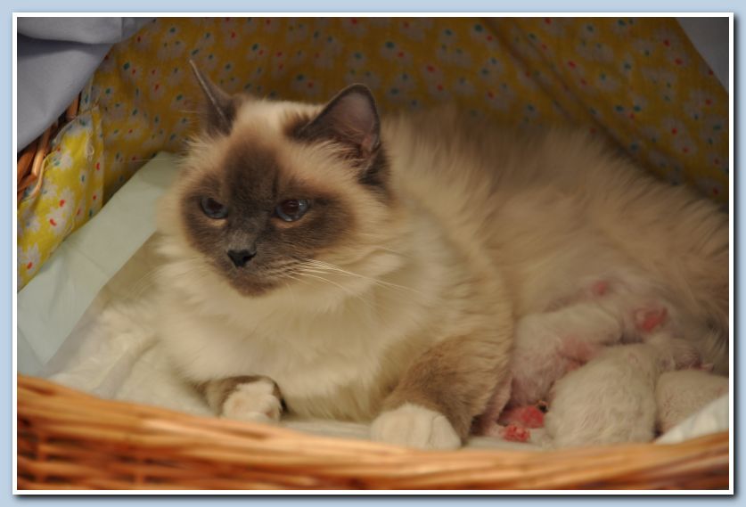 cuccioli